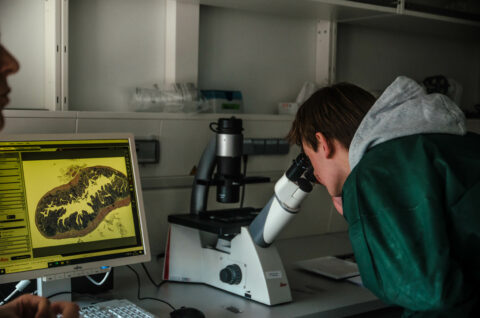 Schüler betrachtet Gewebeschnitte im Hellfeld-Mikroskop